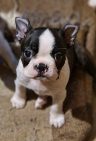 Boston terrier