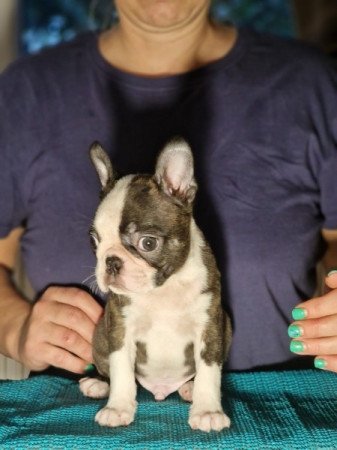 Boston terrier