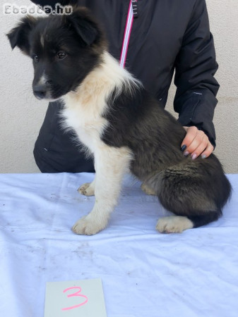 Border Collie fajtiszta jellegű kiskutyák