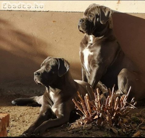 Calma E Forza Cane Corso Kennel