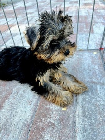 Yorkshire terrier