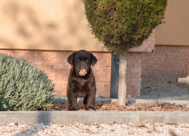 Labrador