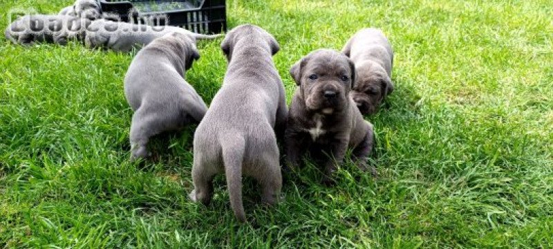 Calma E Forza Cane Corso Kennel