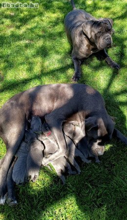 Calma E Forza Cane Corso Kennel