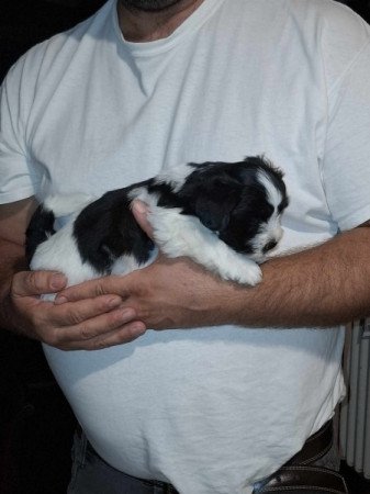 Bichon Havanese