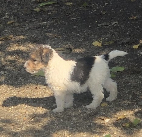 Foxterrier