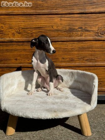 Whippet puppies