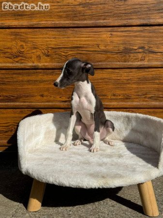 Whippet puppies