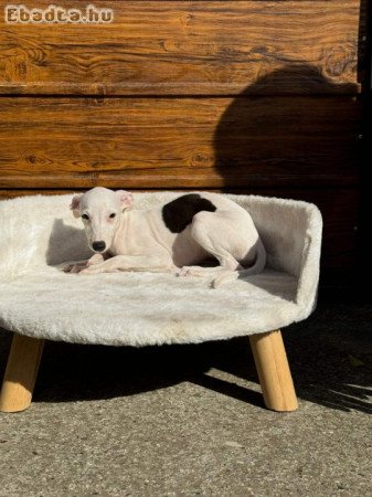 Whippet puppies