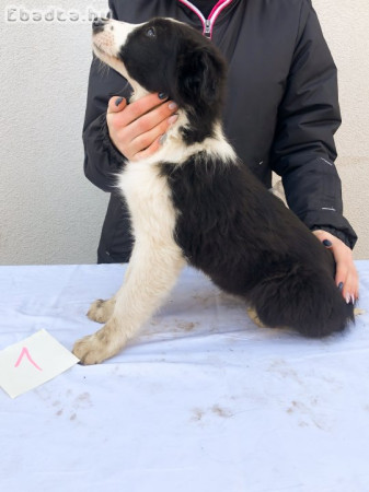 Border Collie fajtiszta jellegű kiskutyák