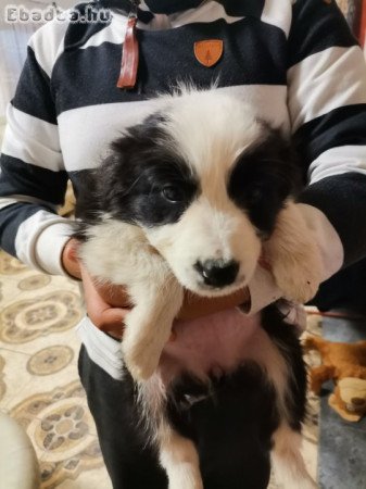 Border collie kiskutyák