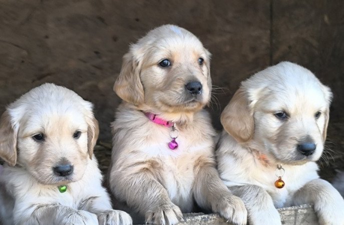 Golden Retriver