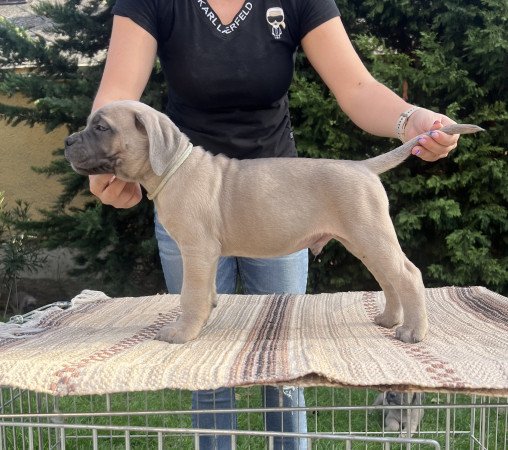 Cane corso kölykök