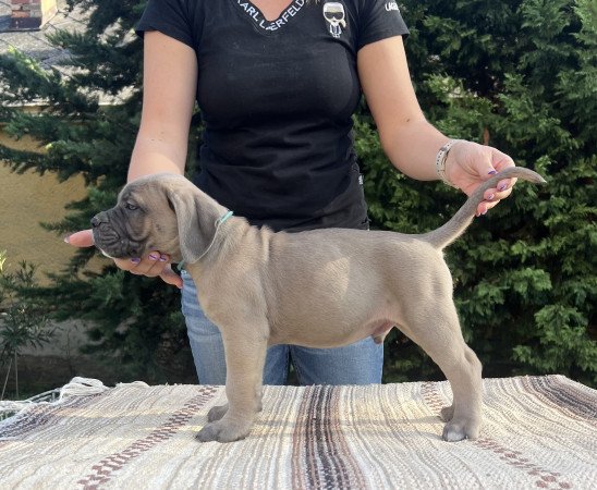 Cane corso kölykök