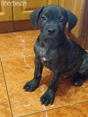 Cane Corso Kiskutyák eladóak