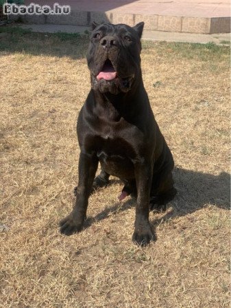 Cane Corso Kiskutyák eladóak