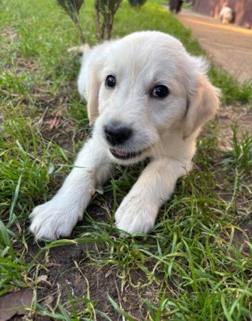 GOLDEN RETRIEVER