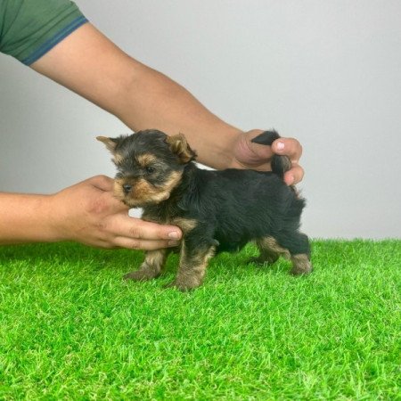 Yorkshire Terrier