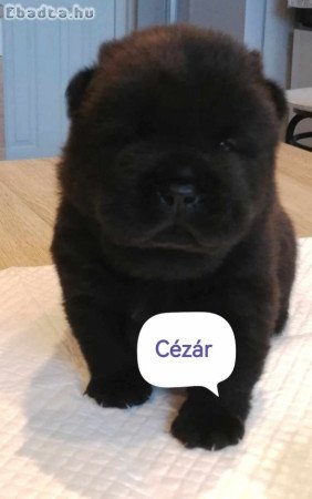 Chow chow kiskutyák eladók Tenyésztőtől