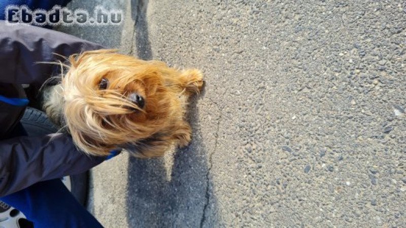 Yorkshire terrier eladó