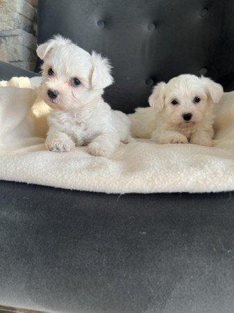 Bichon havanese