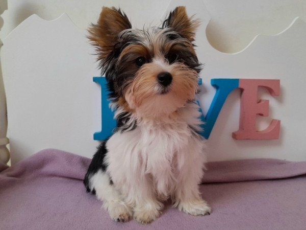 Biewer Yorkshire terrier