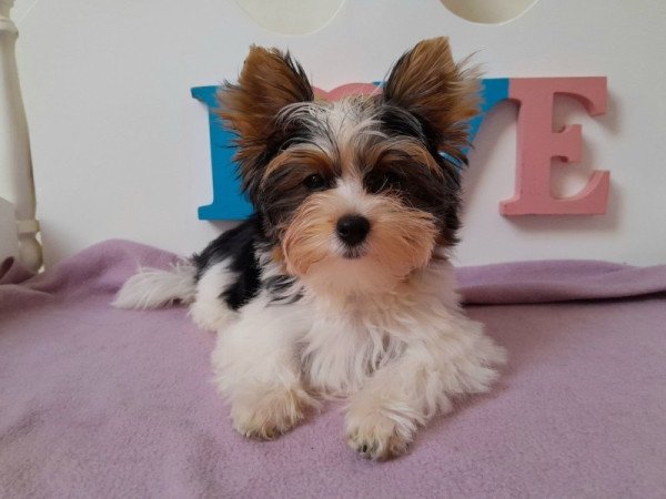 Biewer Yorkshire terrier