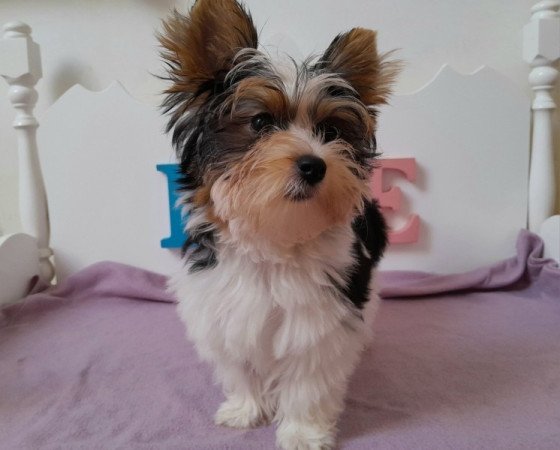 Biewer Yorkshire terrier