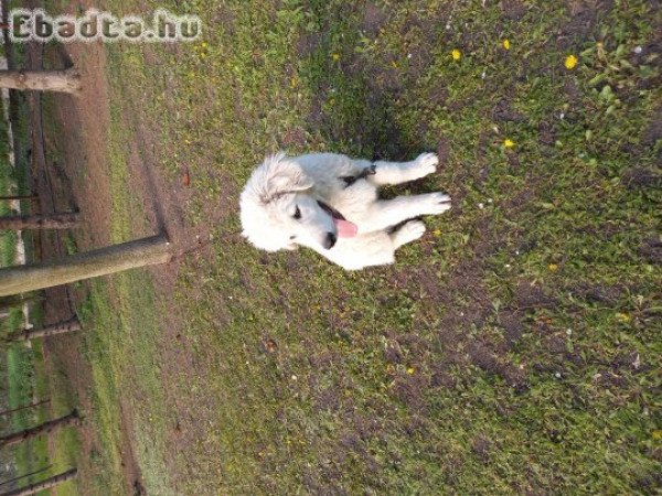 Négy és fél hónapos kuvasz kan kölyök eladó