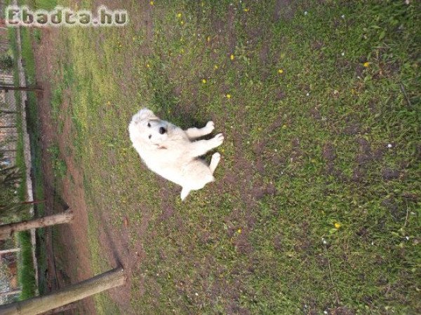 Négy és fél hónapos kuvasz kan kölyök eladó