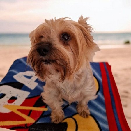 Yorkshire terrier