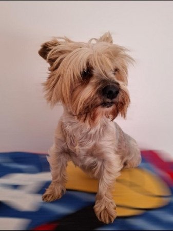 Yorkshire terrier