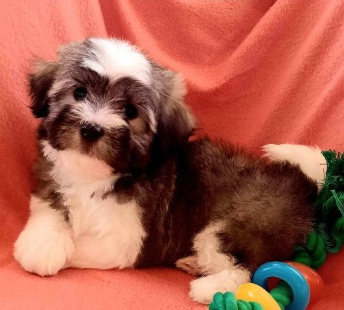 Bichon havanese