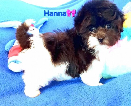 Bichon havanese