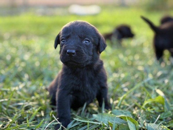 Labrador