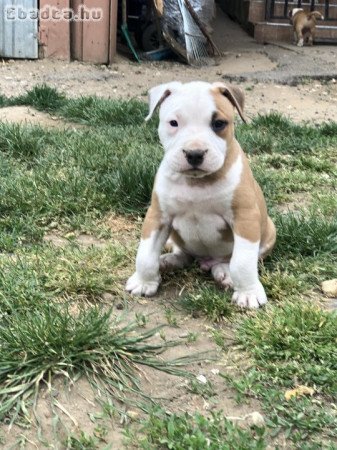 Staffordshire terrier kiskutyák gazdit keresnek