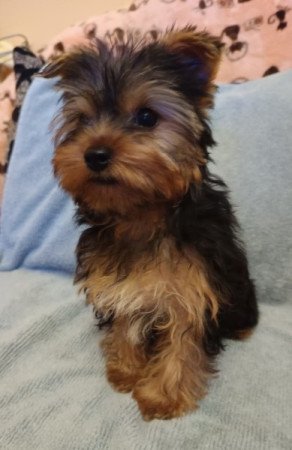 Yorkshire terrier