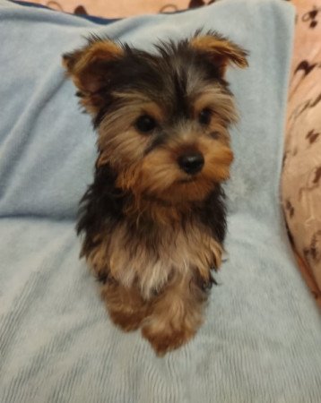 Yorkshire terrier