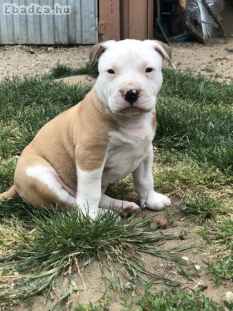 Staffordshire terrier kiskutyák gazdit keresnek