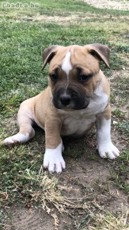 Staffordshire terrier kiskutyák gazdit keresnek