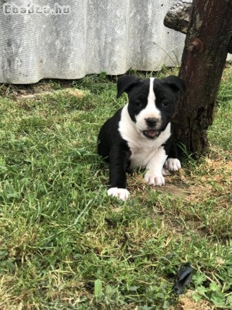 Staffordshire terrier kiskutyák gazdit keresnek