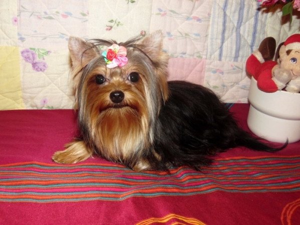 Yorkshire Terrier, Yorki