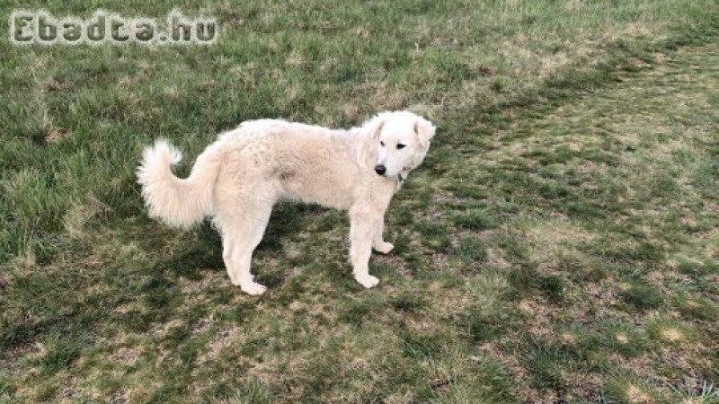 Egy éves kuvasz szuka örökbefogadható