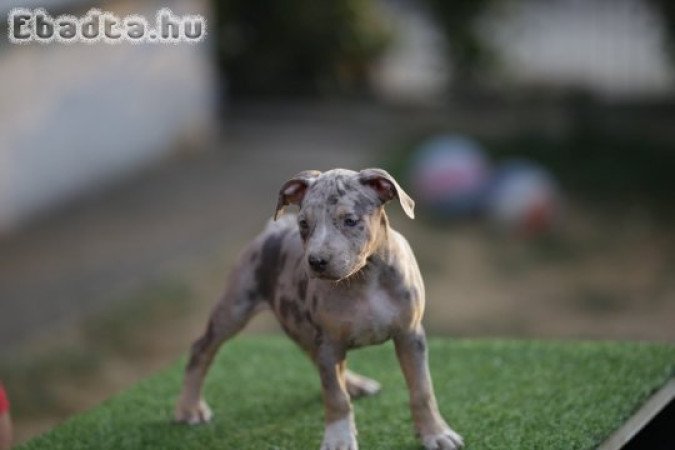 American Pitbull Terrier