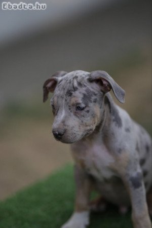 American Pitbull Terrier