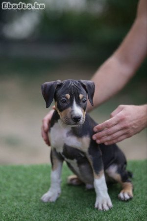 American Pitbull Terrier