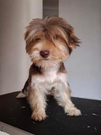 Yorkshire terrier