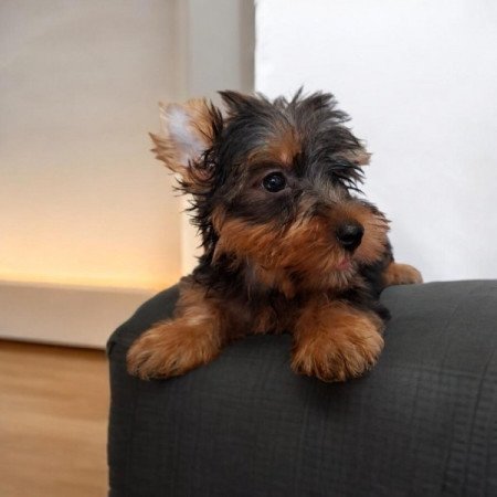 Yorkshire terrier