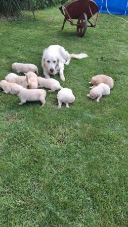 Golden Retriever