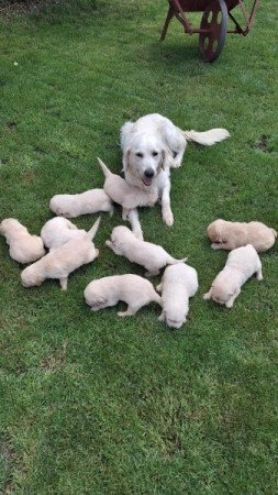 Golden Retriever